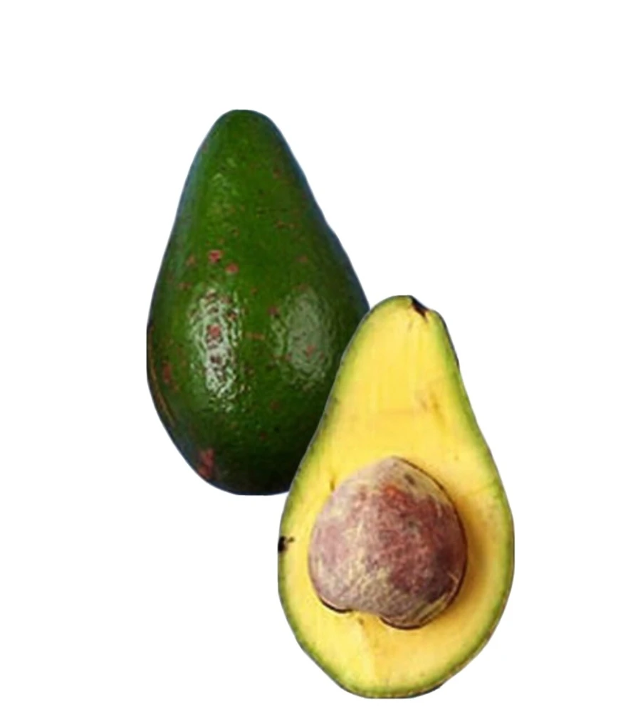 Organic Caribbean Avocado Live Tree - Fruit Tree, Outdoor - Image 1