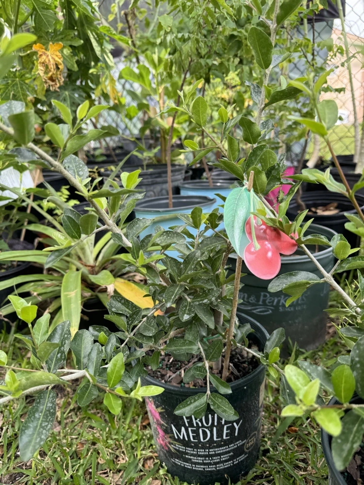 Organic Cherry Plant - Self-Pollinating Live Fruit Tree - Image 1