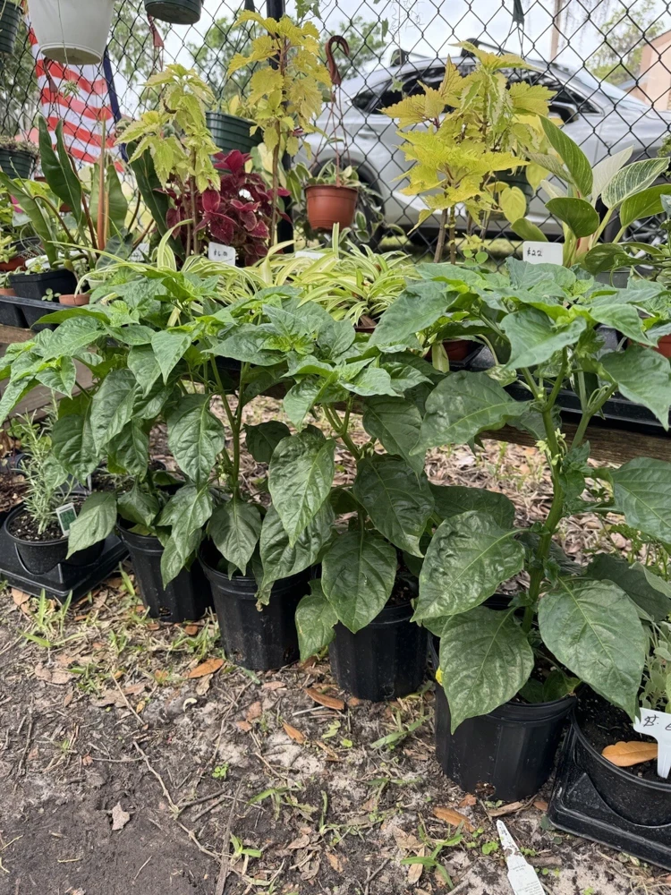 Organic Habanero Pepper Live Plant – Fresh Herb for Spicy Cuisine - Image 1