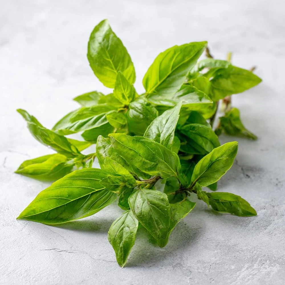 Organic Lemon Basil Seeds - 100 Seeds, Fragrant Culinary Herb - Image 6