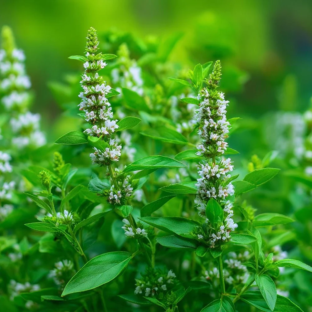 Organic Lemon Basil Seeds - 100 Seeds, Fragrant Culinary Herb - Image 7