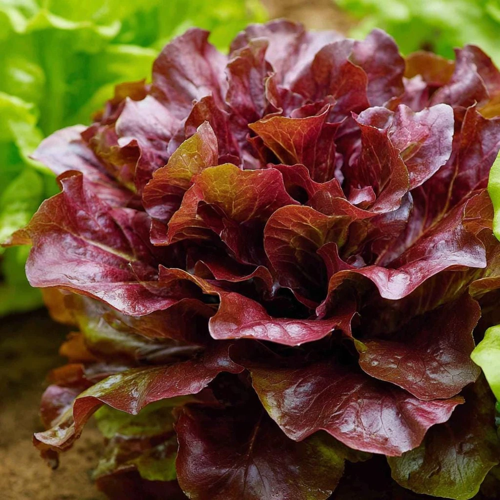Organic Lollo Rosso Lettuce Seeds – Red Salad Bowl, Crisp Leaves – 250 Seeds - Image 1