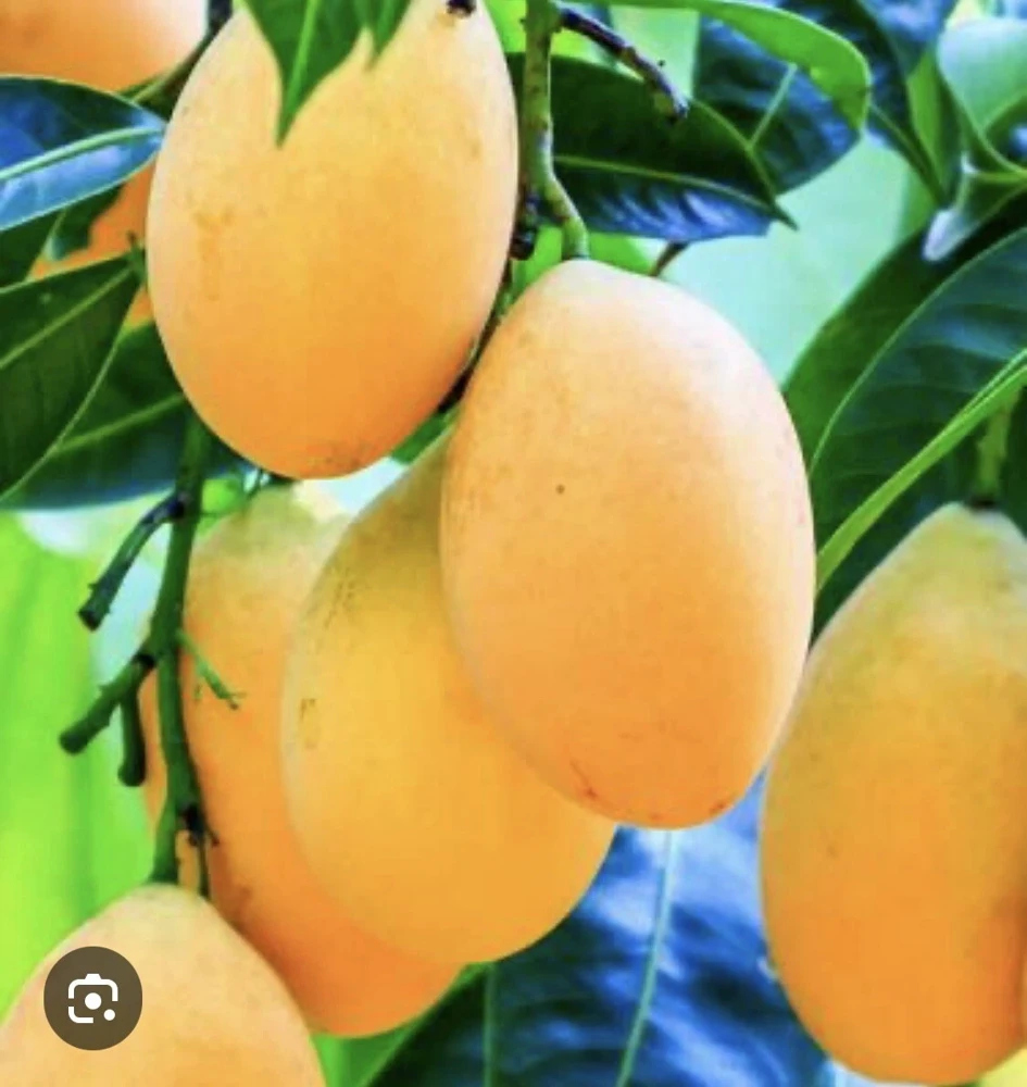Organic Mango Tree Plant - Alphonso or Palmer Variety - Live Edible Fruit Tree - Image 1