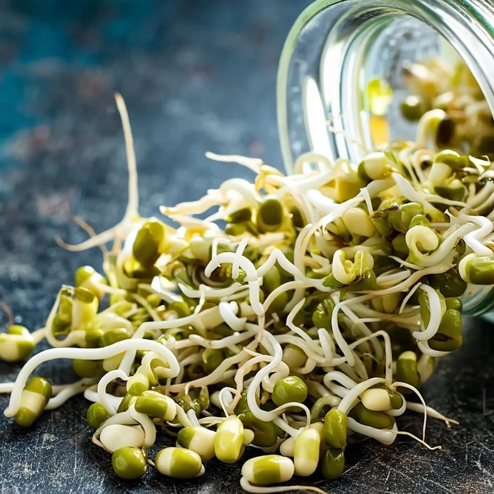 Organic Mung Bean Sprouting Seeds – 500 Count – Nutritious & Easy Grow - Image 1