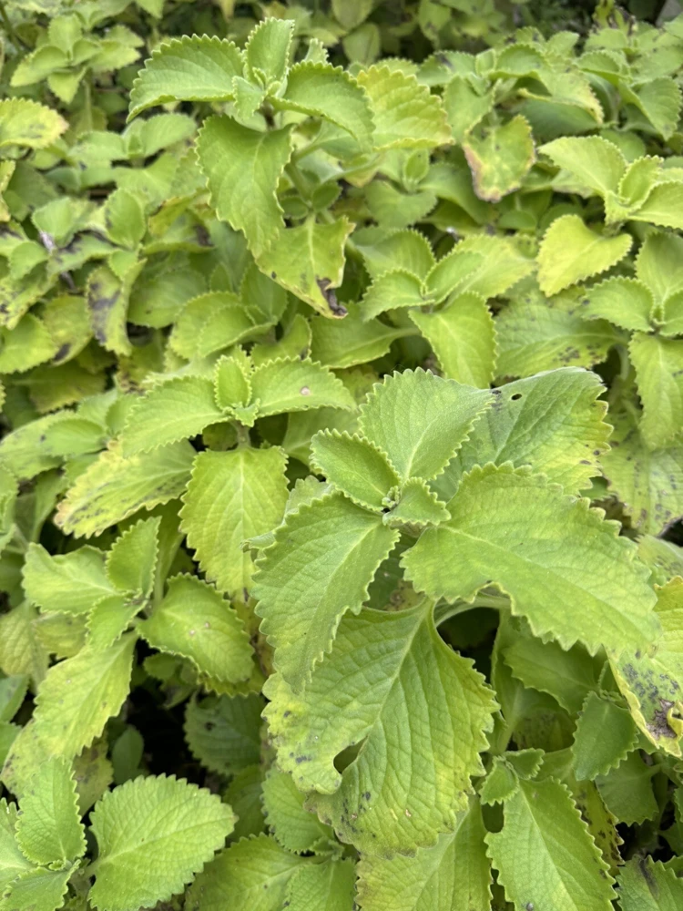Organic Oregano Live Plant - Potted Culinary Herb - Image 1
