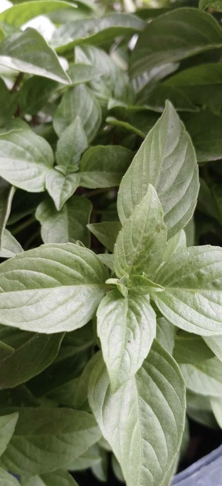 Organic Peppermint Live Plant - 1 Gallon Pot, Medium Size Herb - Image 1