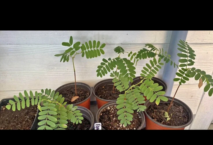 Organic Tamarind Tree Live Plant – Edible Fruit Tree – Potted - Image 1