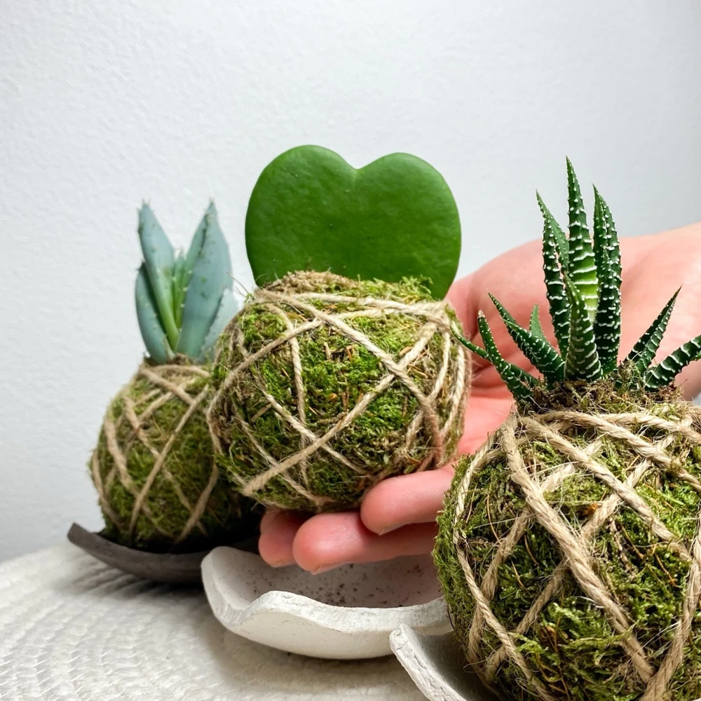 Ornamental Live Plant in Handmade Pot - Choose Your Favorite Variety - Image 2