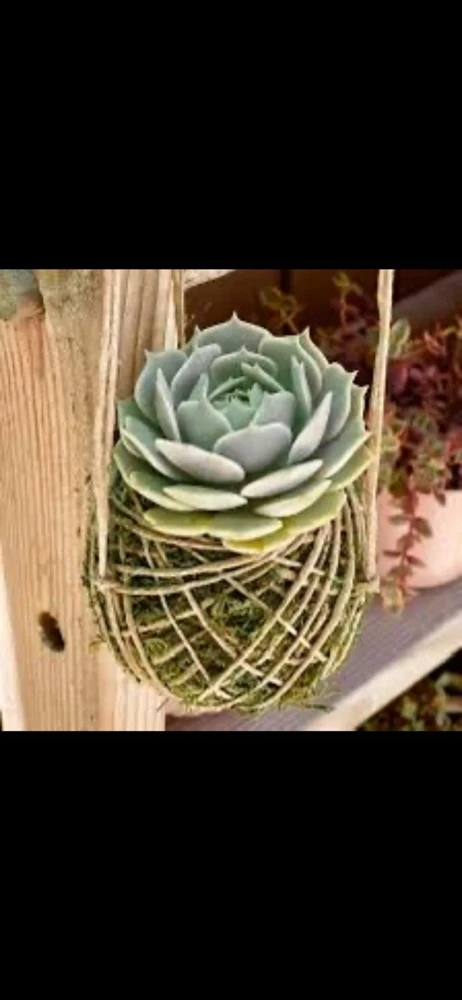 Ornamental Live Plant in Handmade Pot - Choose Your Favorite Variety - Image 3