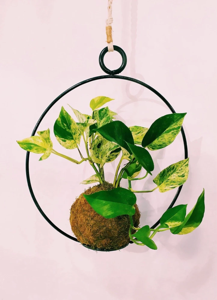 Ornamental Live Plant in Handmade Pot - Choose Your Favorite Variety - Image 1