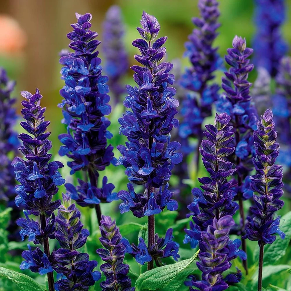 Oxford Blue Salvia Seeds - 50 Seed Pack, Deep Blue Flowers, Annual - Image 6