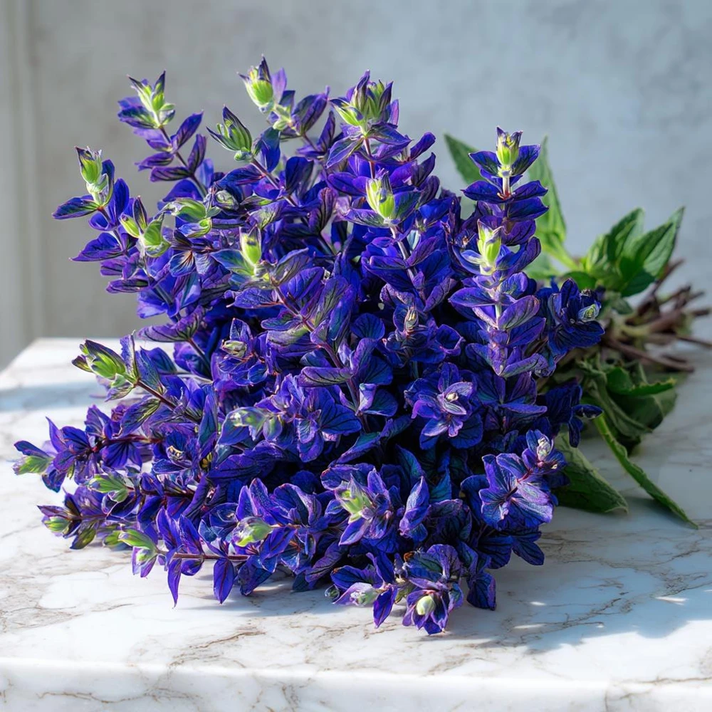 Oxford Blue Salvia Seeds - 50 Seed Pack, Deep Blue Flowers, Annual - Image 1