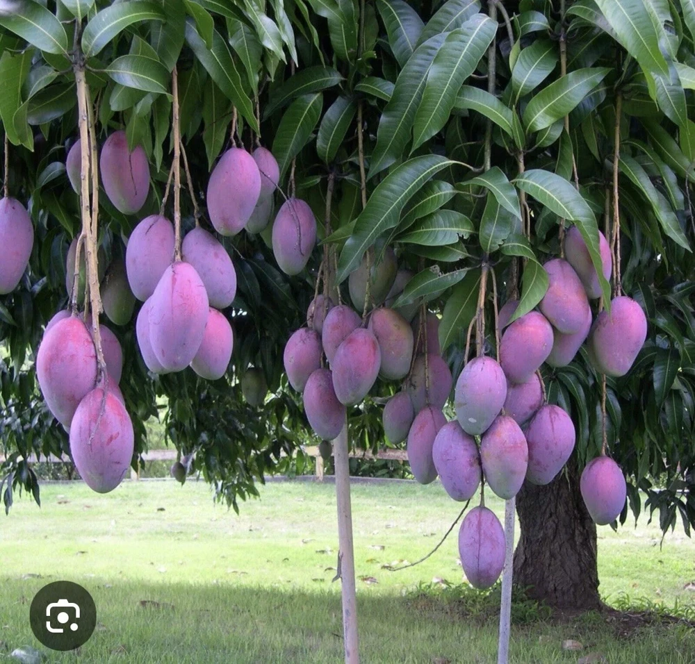 Palmer Mango Tree Organic Live Plant - Tropical Fruit Tree - Image 1