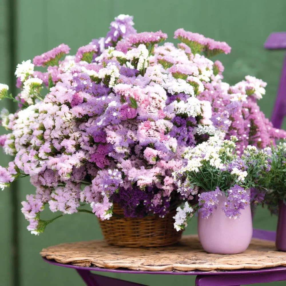 Pastel Shades Statice Flower Seeds - 50 Seeds for Dried Blooms, Limonium Sinuatum, Annual - Image 1
