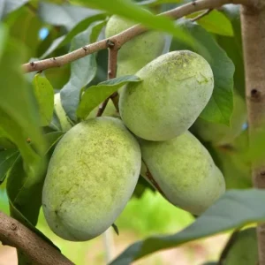 Paw Paw Live Plant - Asimina triloba - Native Fruit Tree - 6-12" Tall - Quart Pot - Image 1