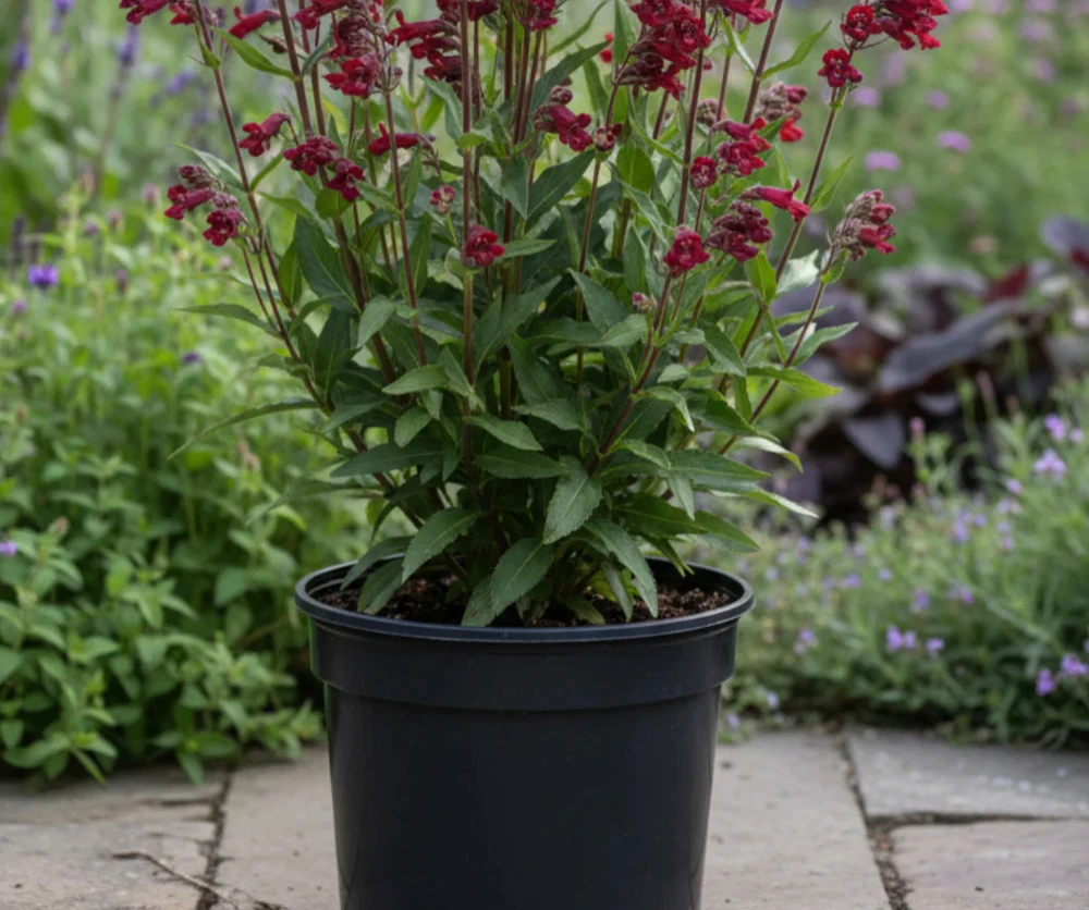 Penstemon Garnet Live Plant - 1 Gallon Red Beardtongue Flower Bush - Image 1