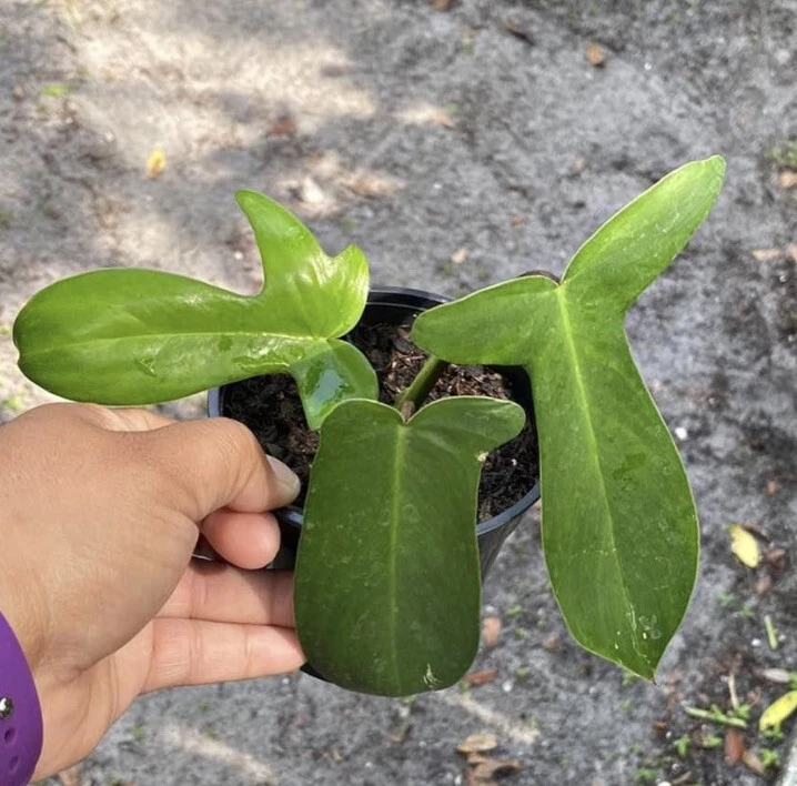 Philodendron Ghost Live Plant - Unique Potted Houseplant - Image 1