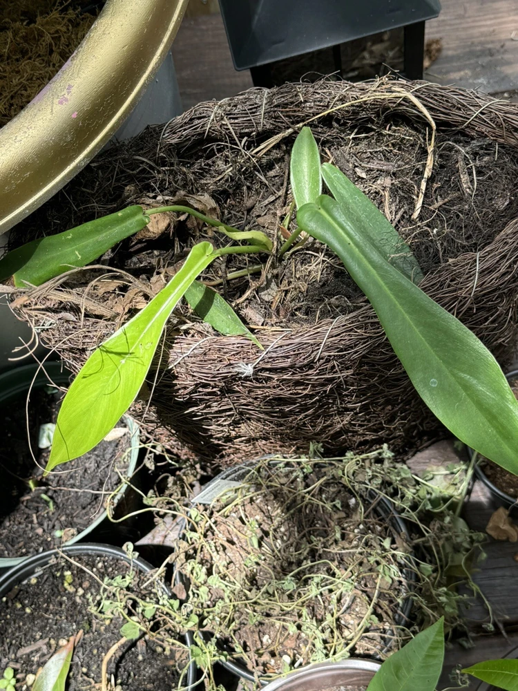 Philodendron Joepii Live Plant - Rare Aroid Vine - Image 1