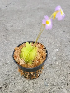 Pinguicula Primuliflora Live Plant - Primrose Butterwort - 3 inch Pot - Indoor/Outdoor - Image 1