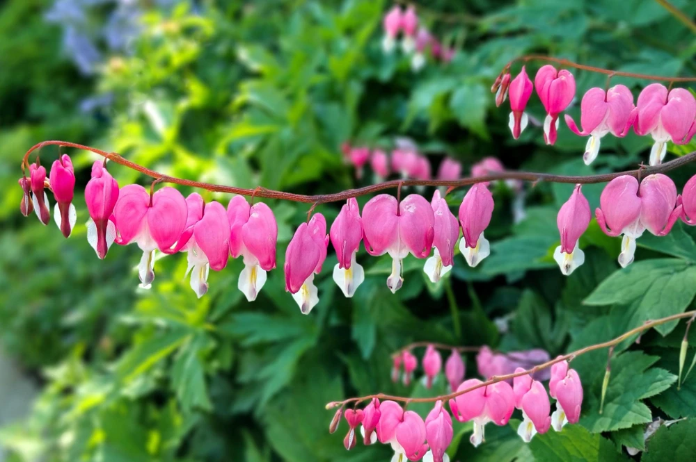 Pink Bleeding Heart Seeds – Dicentra Formosa – 10 Seeds – Shade Perennial - Image 1