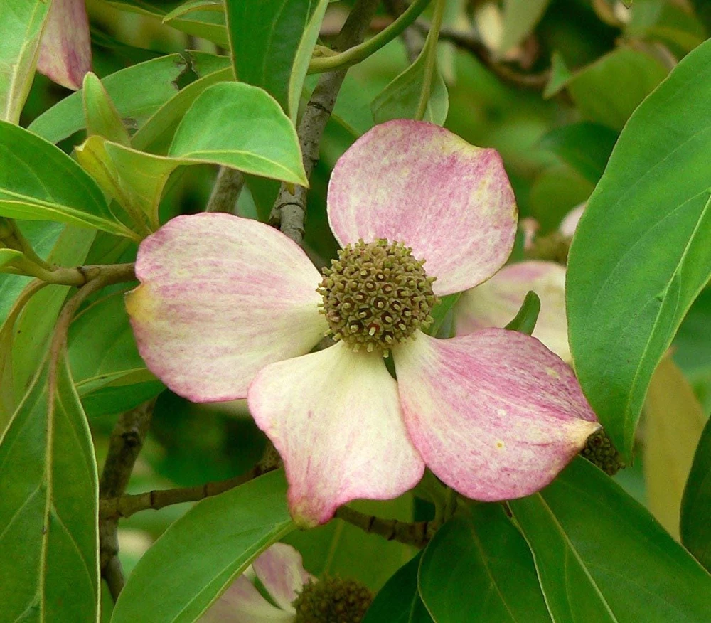 Pink Dogwood Tree Seeds - Cornus Capitata Angustata - 5 Seeds - Image 2
