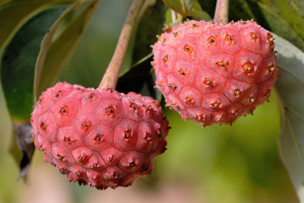 Pink Dogwood Tree Seeds - Cornus Capitata Angustata - 5 Seeds - Image 4
