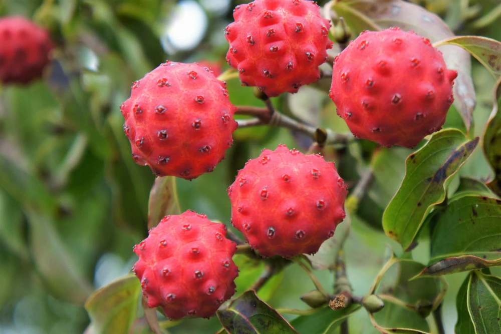 Pink Dogwood Tree Seeds - Cornus Capitata Angustata - 5 Seeds - Image 5