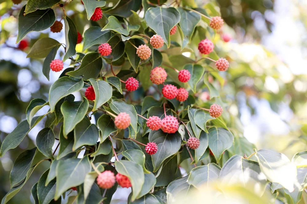 Pink Dogwood Tree Seeds - Cornus Capitata Angustata - 5 Seeds - Image 6