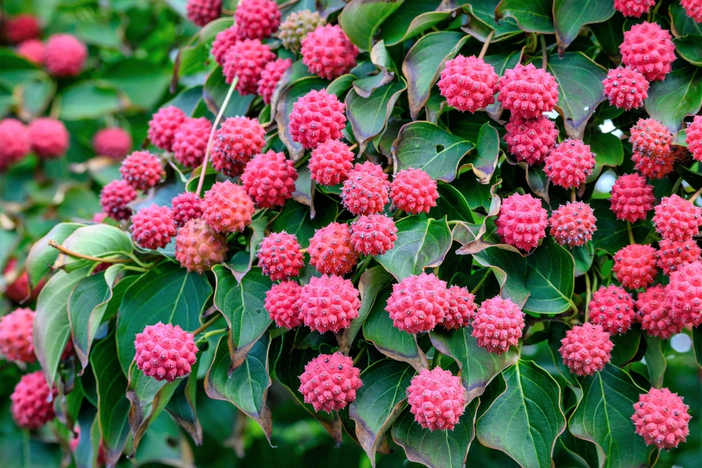 Pink Dogwood Tree Seeds - Cornus Capitata Angustata - 5 Seeds - Image 7