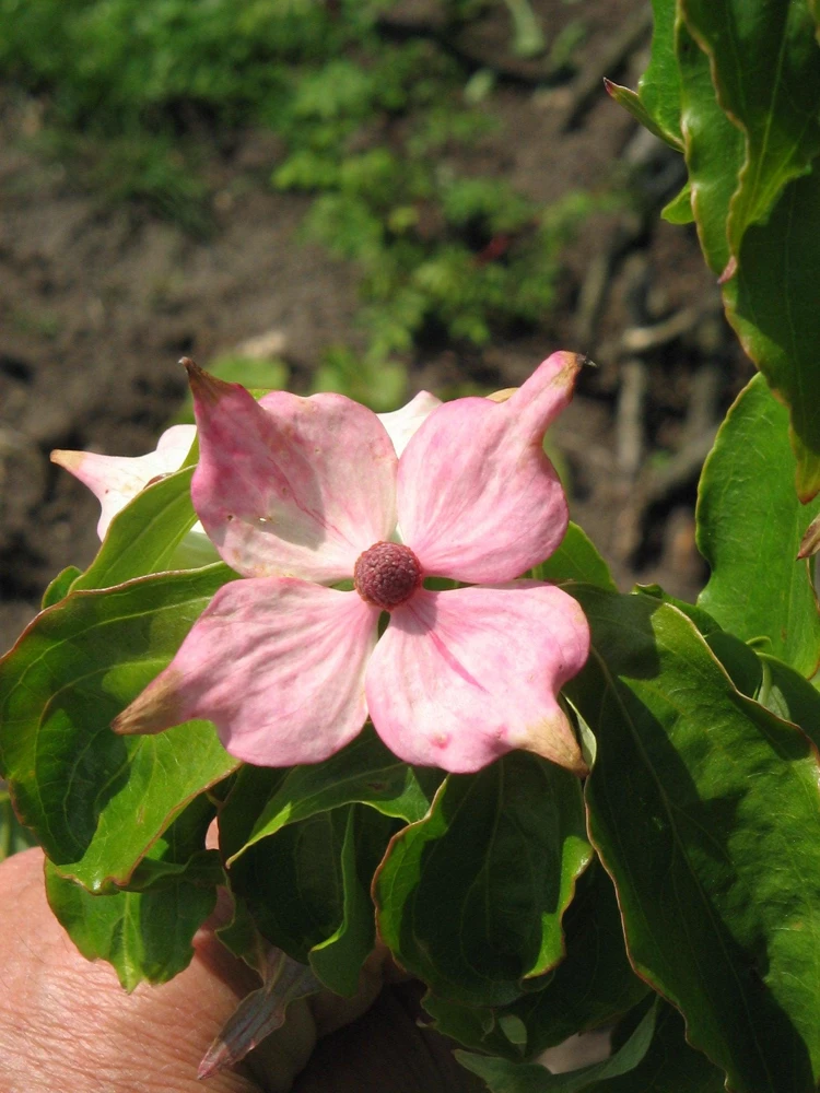 Pink Dogwood Tree Seeds - Cornus Capitata Angustata - 5 Seeds - Image 8