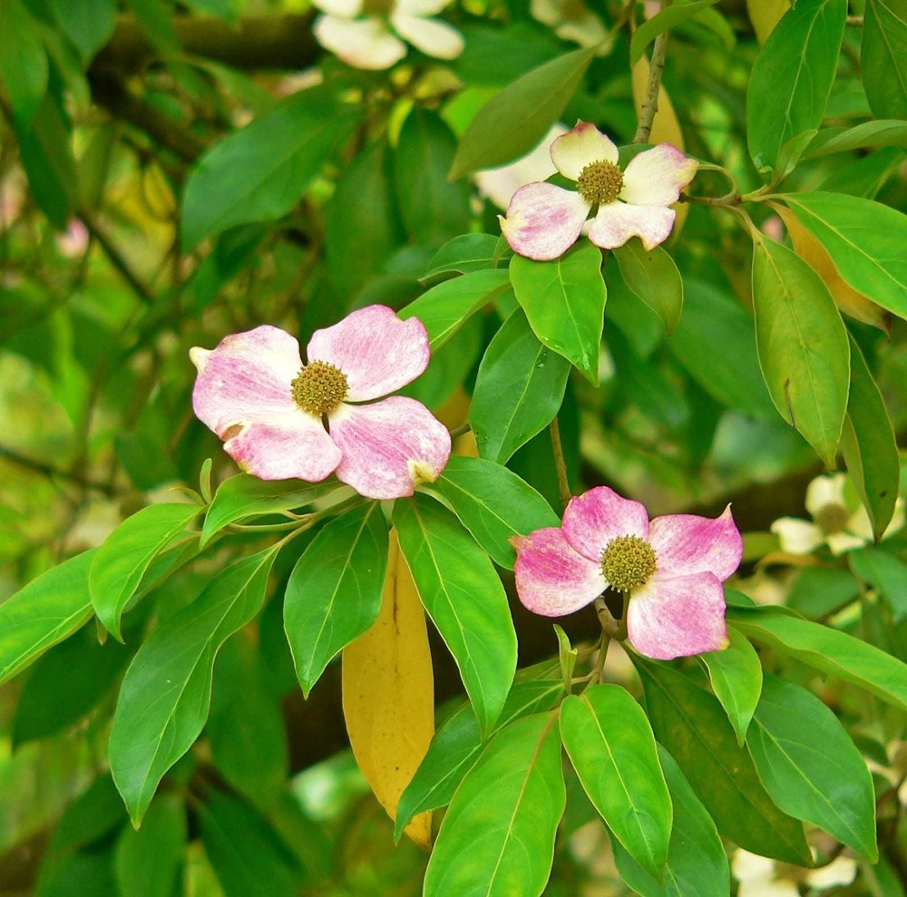 Pink Dogwood Tree Seeds - Cornus Capitata Angustata - 5 Seeds - Image 1