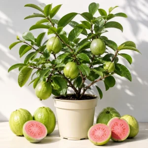 Pink Guava Live Plant - Sweet Tropical Fruit Tree Seedling, 6-10 Inch Tall - Image 1