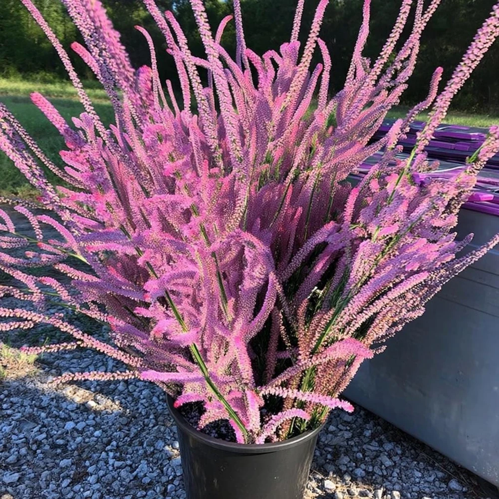 Pink Pokers Statice Seeds - Limonium Suworowii 50 Seeds, Vibrant Pink Dried Flowers - Image 1