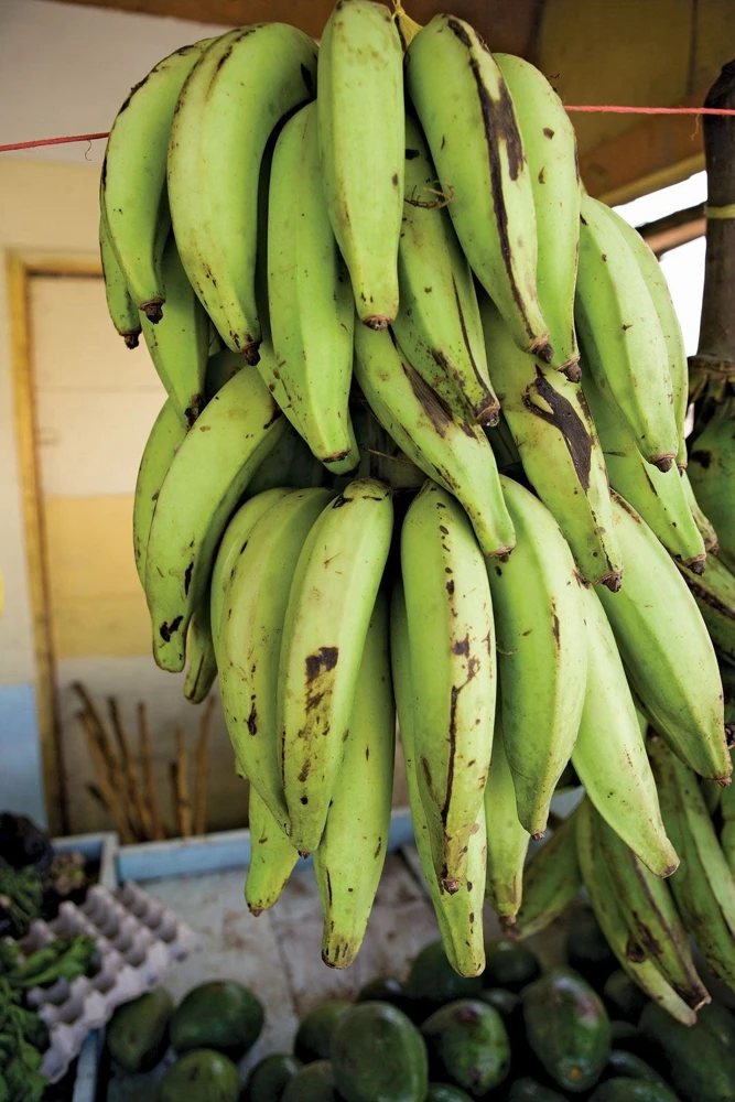 Plantain Tree Live Plant - Tropical Fruit Tree for Home Gardens - Image 1
