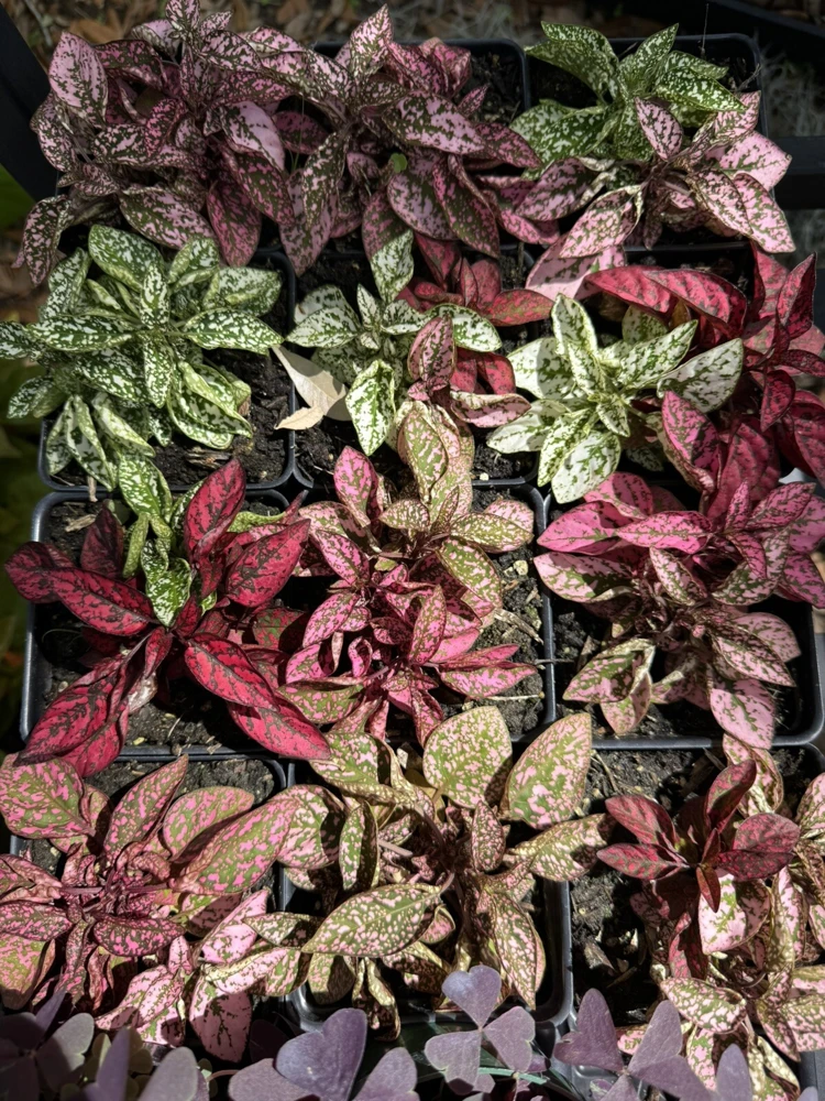 Polka Dot Live Plant - Hypoestes Phyllostachya Houseplant - Vibrant Foliage - Image 1
