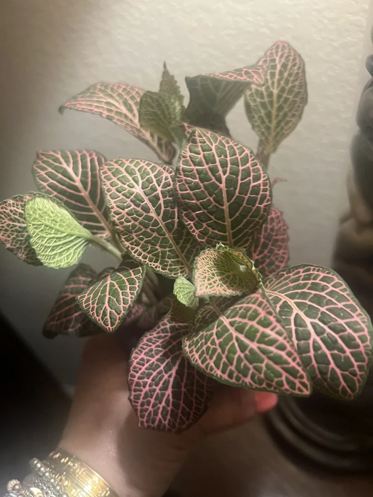 Polka Dot Plant Live Plant - Hypoestes Phyllostachya, Medium Potted Indoor Plant - Image 1