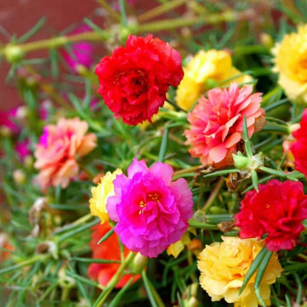 Portulaca Double Mix Flower Seeds - 500 Seeds - Vibrant, Full Sun Annual - Image 2
