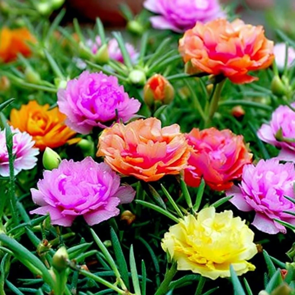 Portulaca Double Mix Flower Seeds - 500 Seeds - Vibrant, Full Sun Annual - Image 3