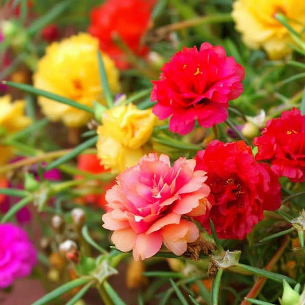 Portulaca Double Mix Flower Seeds - 500 Seeds - Vibrant, Full Sun Annual - Image 4