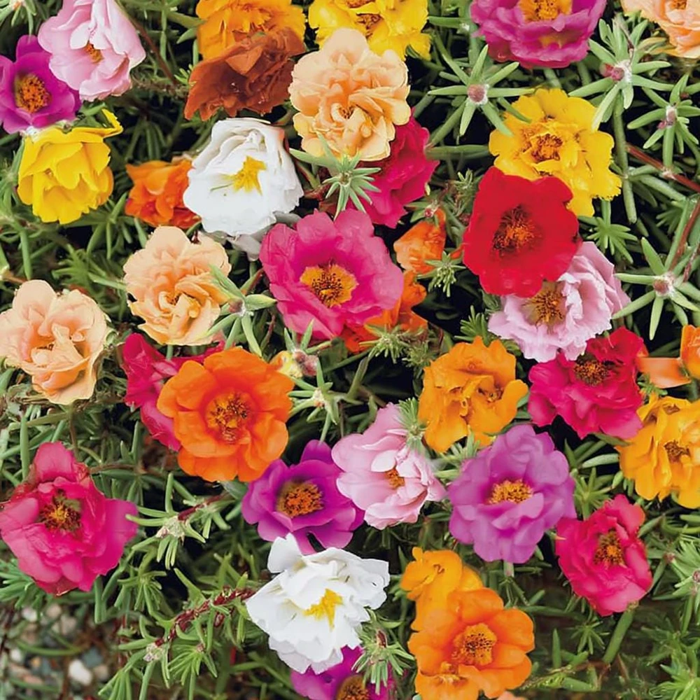 Portulaca Double Mix Flower Seeds - 500 Seeds - Vibrant, Full Sun Annual - Image 5