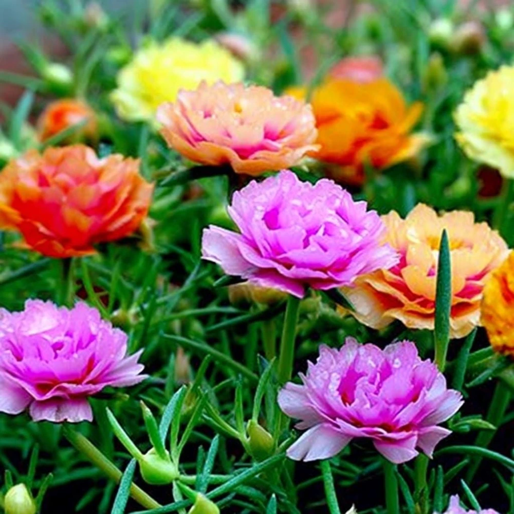 Portulaca Double Mix Flower Seeds - 500 Seeds - Vibrant, Full Sun Annual - Image 1