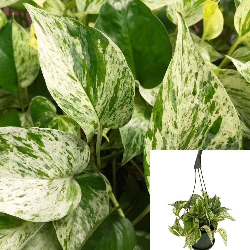 Pothos Marble Queen Live Plant - 6-inch Pot, Snow White Variegation, Indoor Vine - Image 1