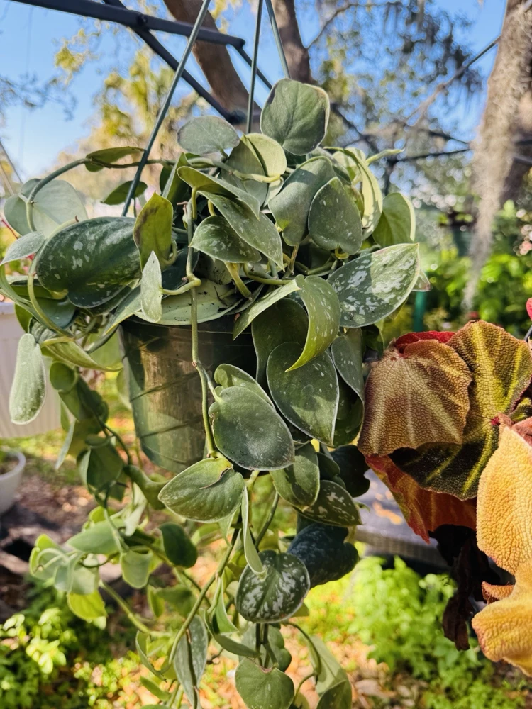 Pothos Silvery Ann Live Plant – Elegant Indoor Vine – Easy Care Houseplant - Image 1