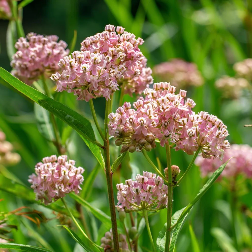 Prairie Milkweed Seeds โ 20 Count Packet โ Native Perennial for Monarchs - Image 2