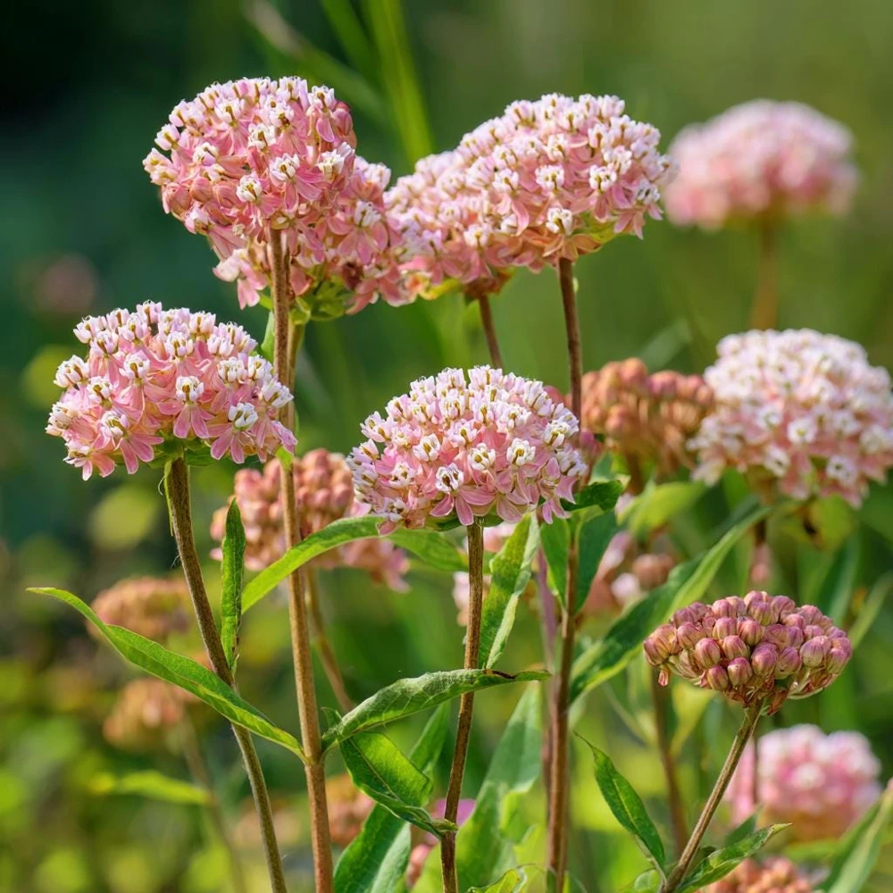 Prairie Milkweed Seeds – 20 Count Packet – Native Perennial for Monarchs - Image 1