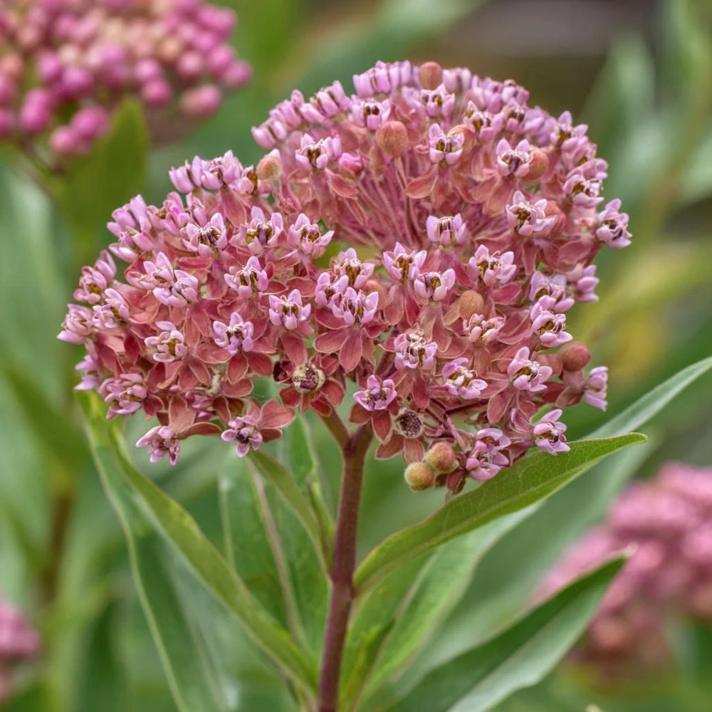 Prairie Milkweed Seeds โ 20 Count Packet โ Native Perennial for Monarchs - Image 5