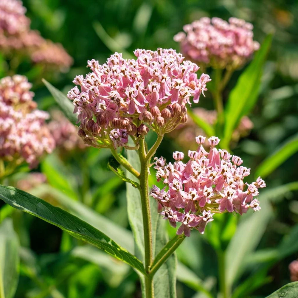 Prairie Milkweed Seeds โ 20 Count Packet โ Native Perennial for Monarchs - Image 6