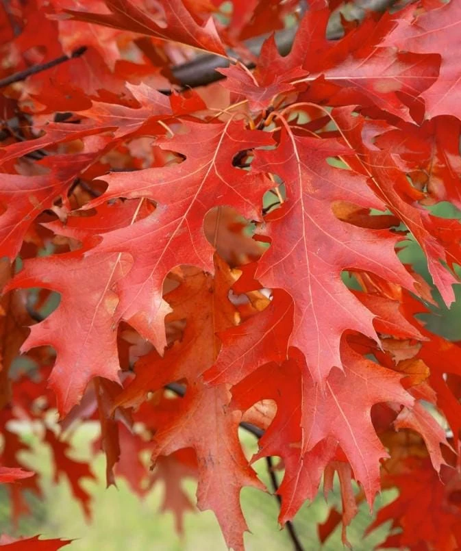 - Image 1
