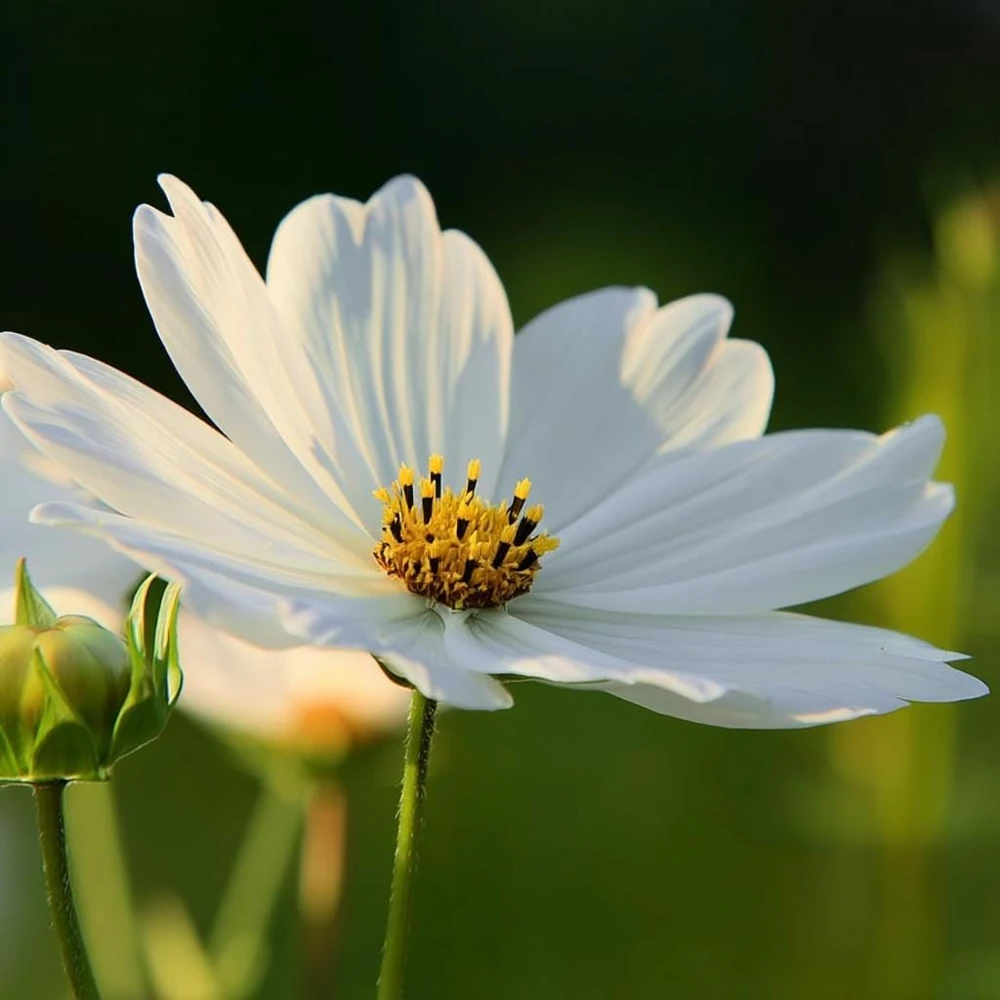 Purity Cosmos Seeds - 50 Seed Pack, Elegant White Blooms, Cut Flower - Image 2