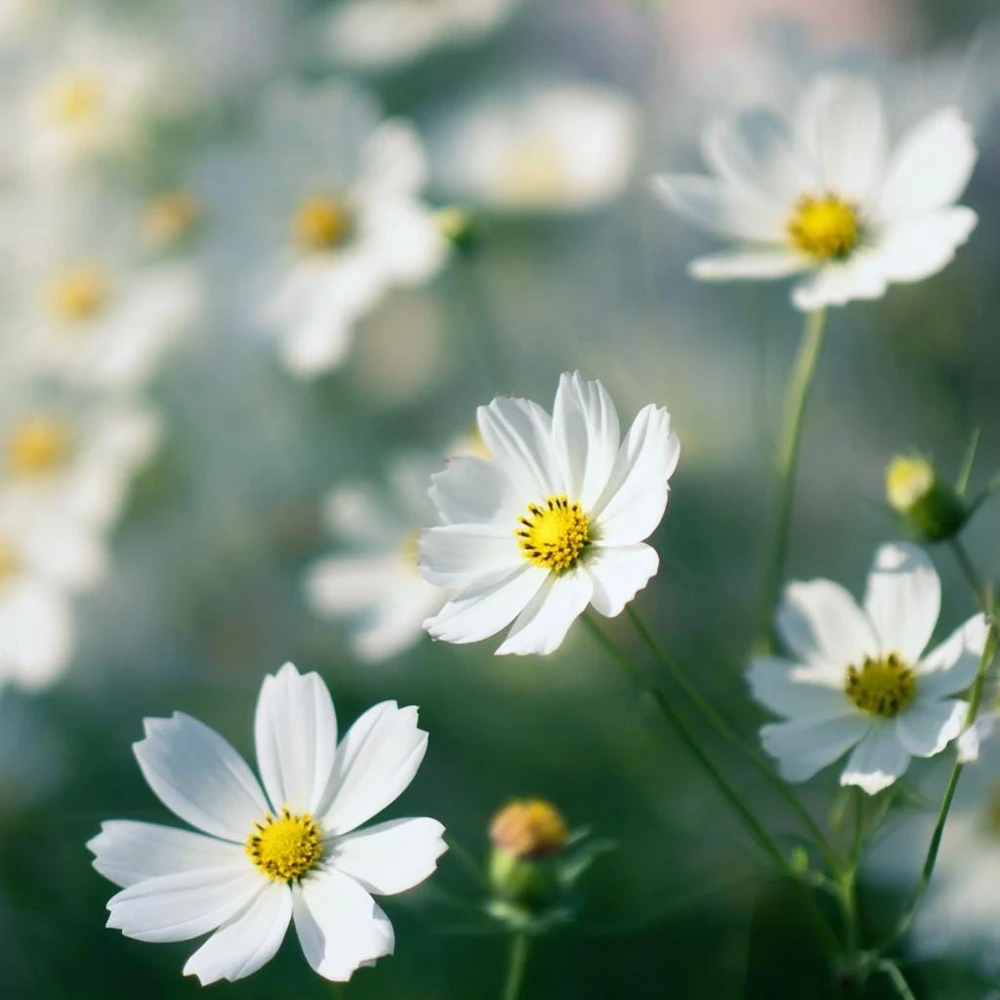 Purity Cosmos Seeds - 50 Seed Pack, Elegant White Blooms, Cut Flower - Image 3